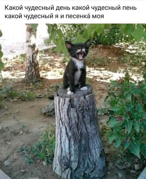 Так себе картинки 01.03.25