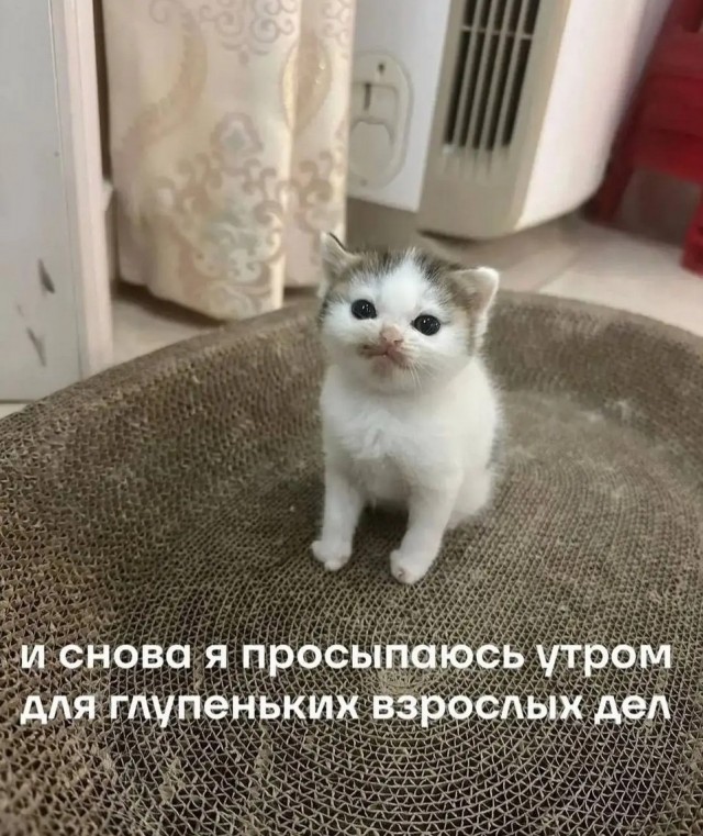 К котовторнику: подборка картинок-баянов с котиками и про котиков. Выпуск 12