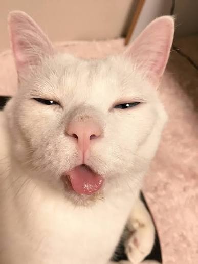 О кошачьих тёрках