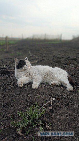 Крымский котик⁠