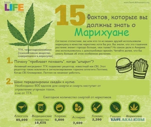 Сиэтл Hempfest 2013