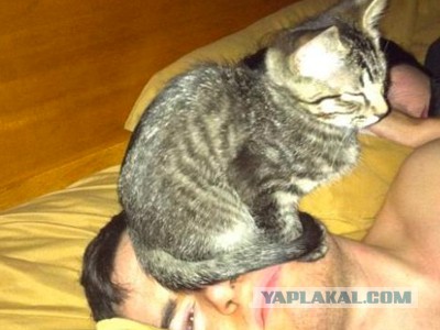 Котик едет домой после ветлечебницы...