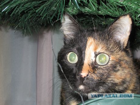 Котовторник   31.12.  2013
