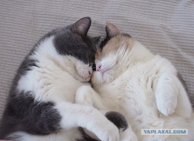 Котовторник 09.09.2014
