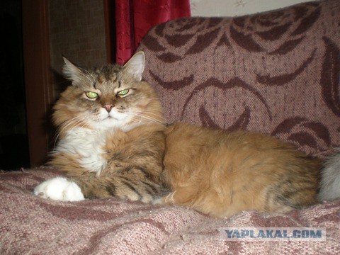 Котовторник 30.09.2014