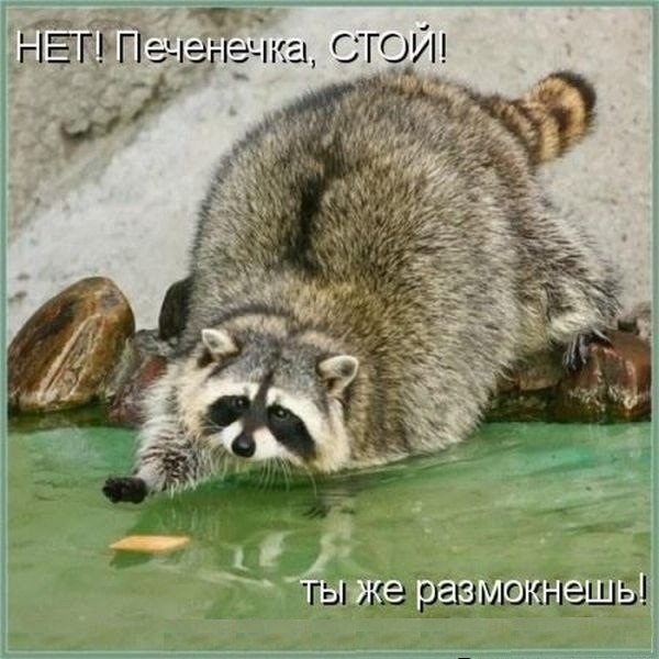 Забавные картинки из интернетов