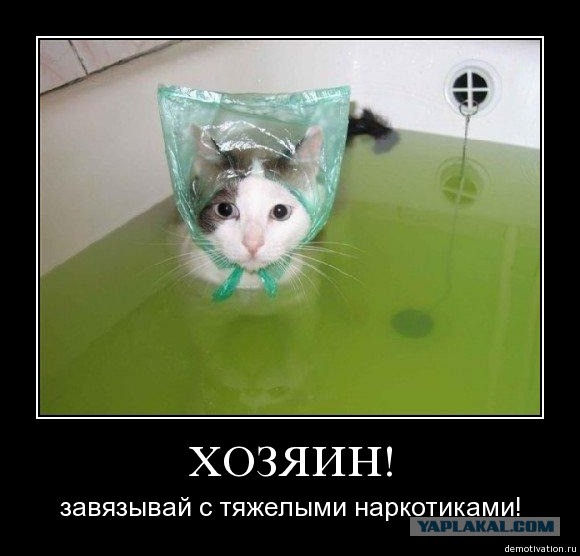 Котовторнику посвящается.