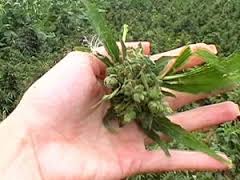 Интересные факты о борцах с курением