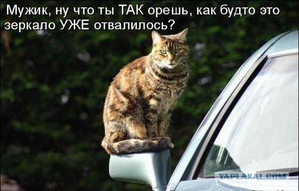 Известные котомемы.