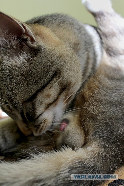 Котики