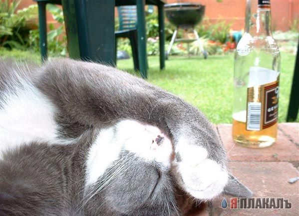Коты, кошки, котята