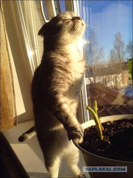 Котовторник 22.03.2016