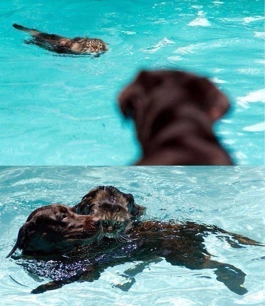 Мохнатые беспредельщики