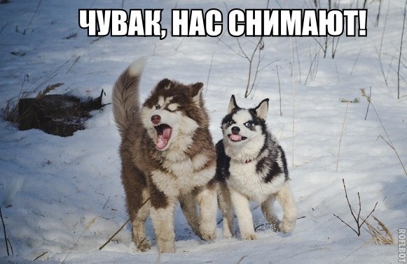 Мохнатые беспредельщики