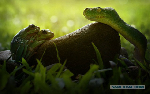 Эти глаза напротив. Калейдоскоп.