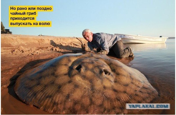 Чайный гриб