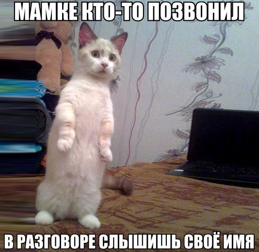 Мохнатые беспредельщики