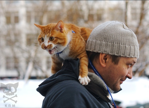 Зимний котомёт