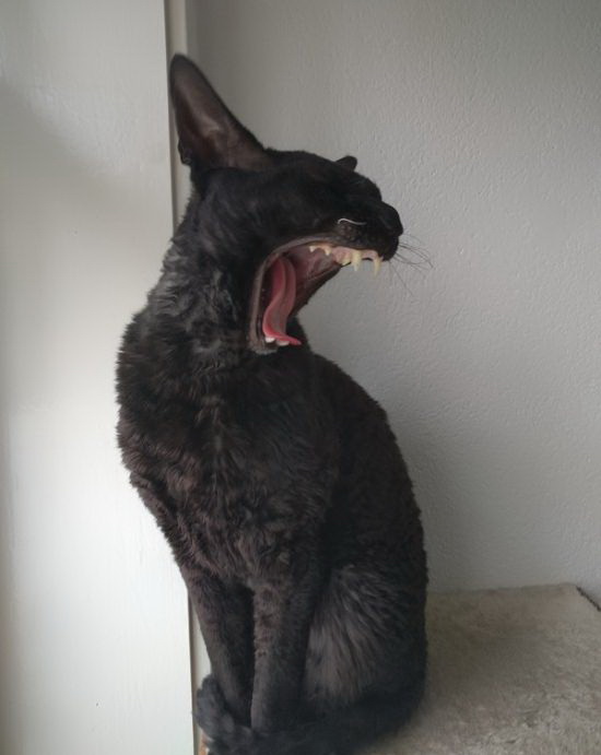 Коты из сети