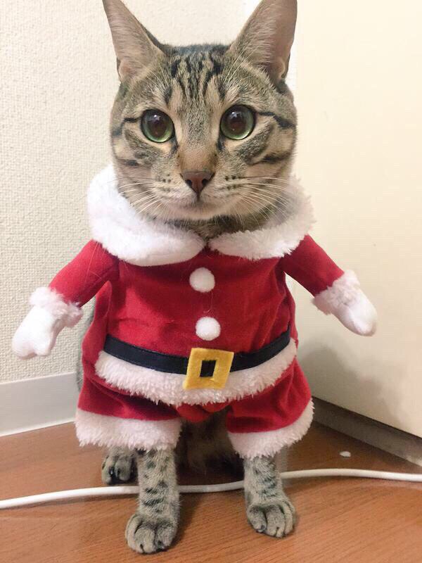 Коты из сети