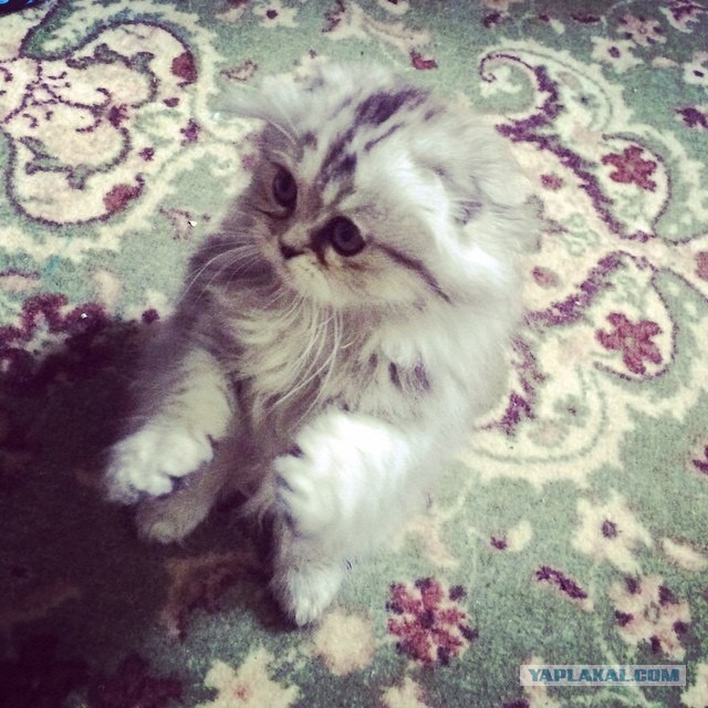 Котовторник 28.03.2017