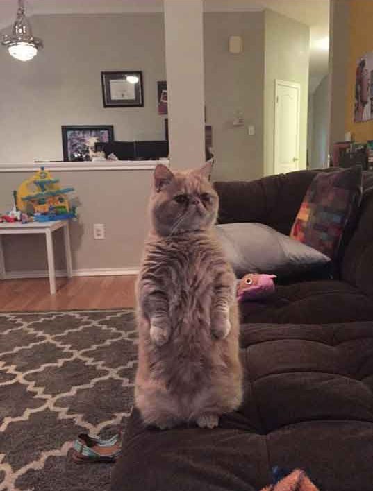Коты и Кошки