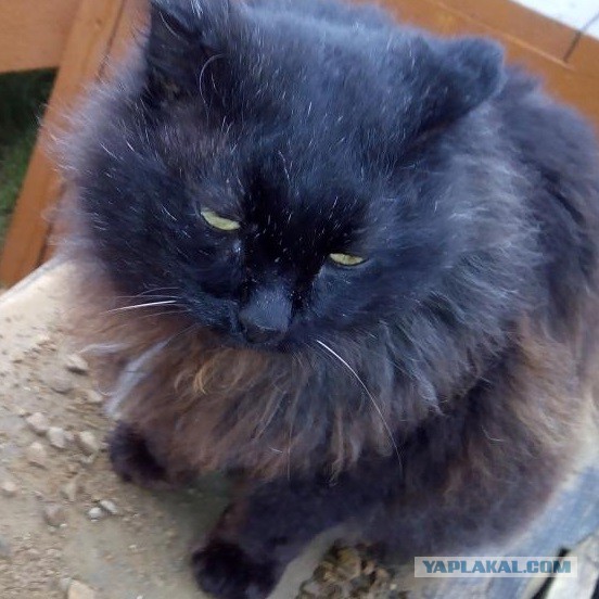 Коты и Кошки