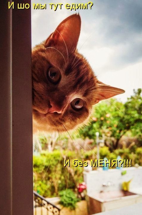 Коты и Кошки