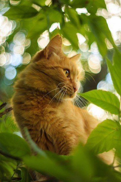 Коты и Кошки