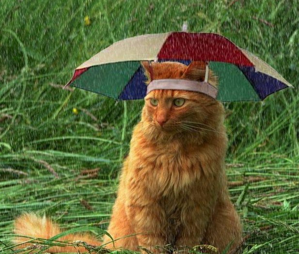 Коты и Кошки
