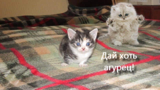 Новый Жилец