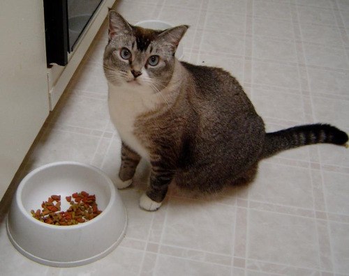 Коты и Кошки