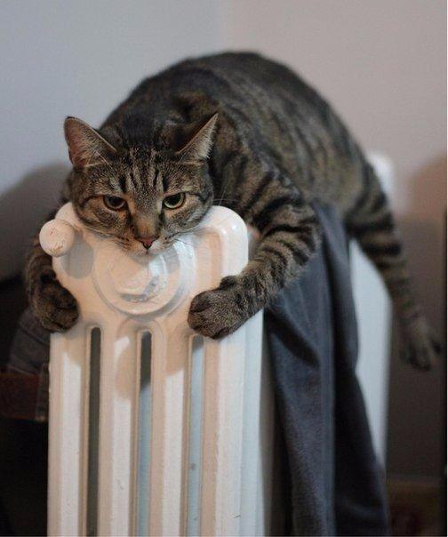 Коты и Кошки