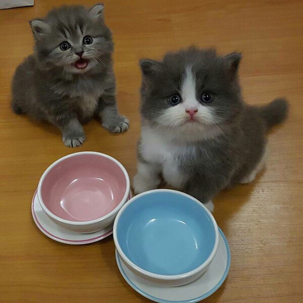 Коты и Кошки