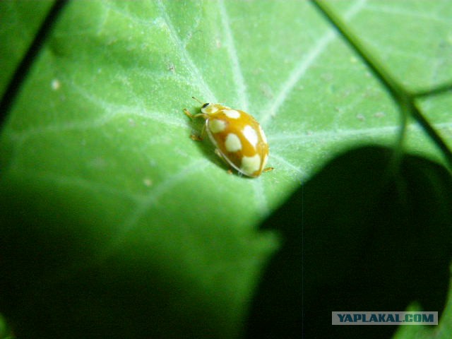 Просто Природа