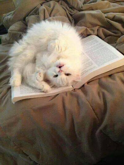 Котовторник 19.06.2018