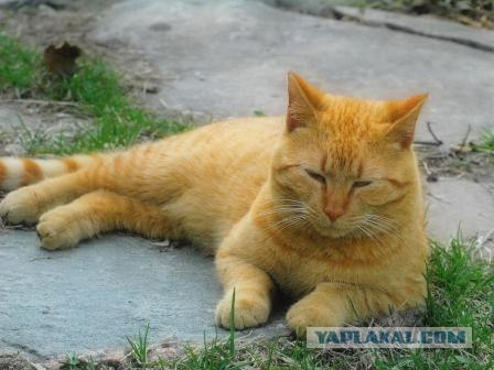 УРРААА ! Котовторник на ЯПлакалъ !