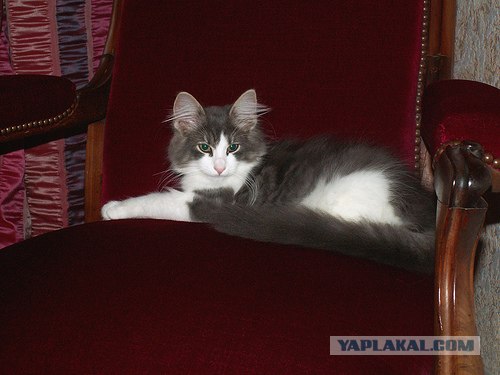 Уррааа! Котовторник на ЯПлакалъ!