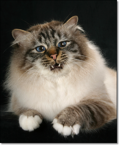 Котовторник на ЯПлакалъ: Кото и кто-то!