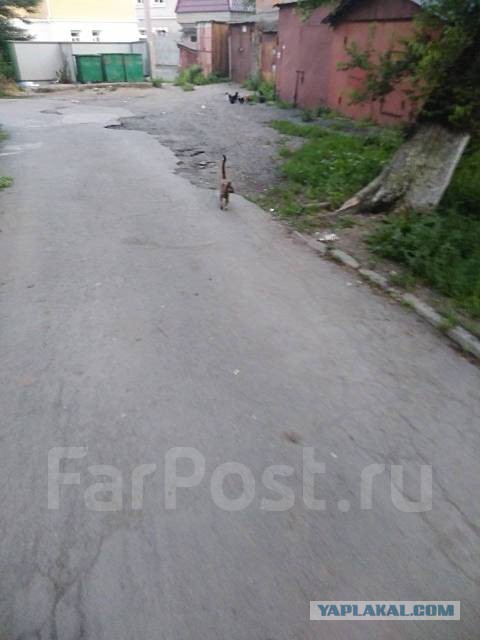 Рыжий валим отсюда, ты мне как мужик еще нужен