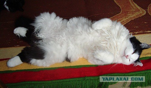 Котятовторник