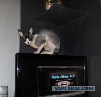 Сегодня котовторник, а котиков все нет