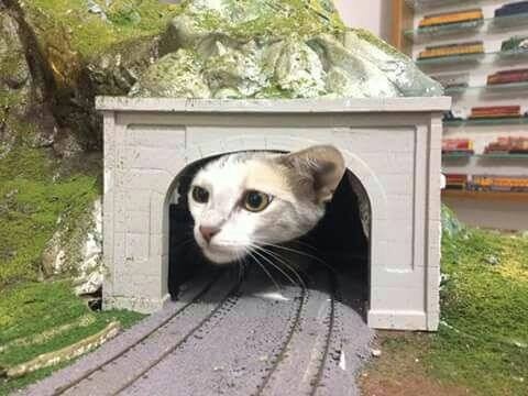 Прикольных котов пост