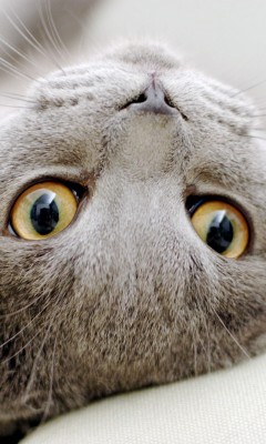 Начинаем котовторник!