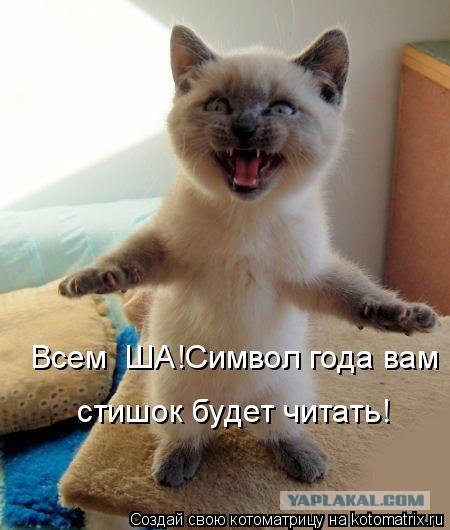 Котовторник 1.11.11