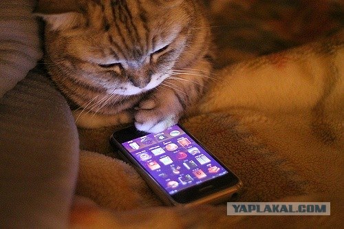 Котовторник!