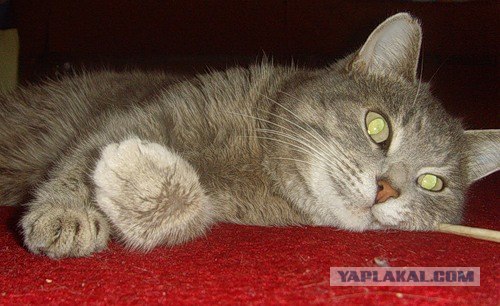 Котовторник 20.12.2011