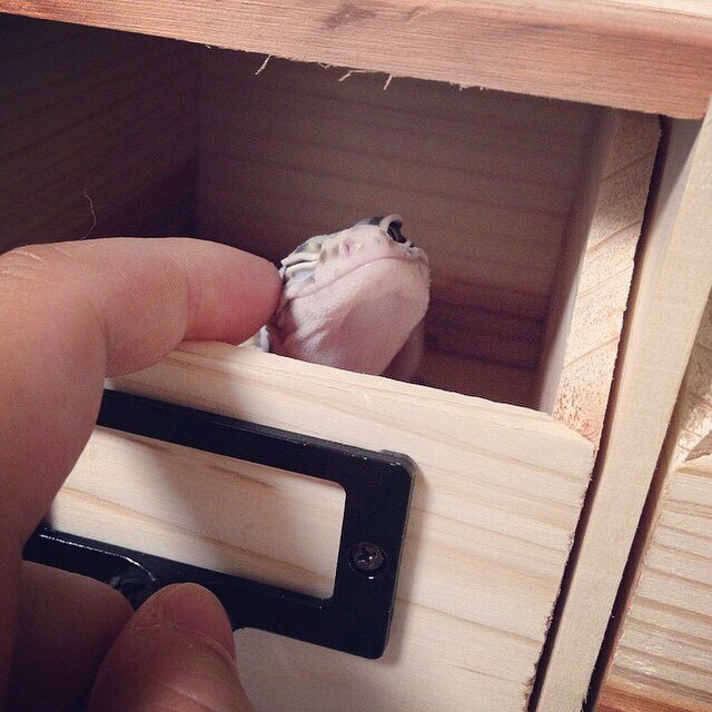 Живность из сети
