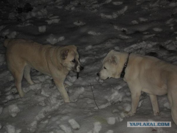 Питомцы по паспорту и в жизни