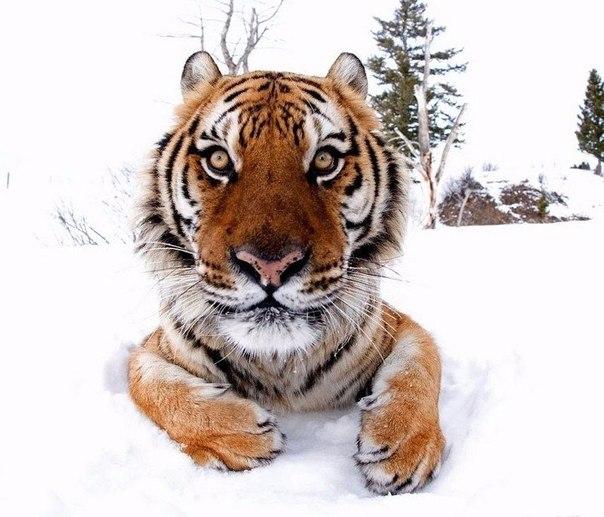 Дикий котовторник 26.11.19